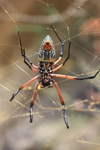 Trichonephila sumptuosa